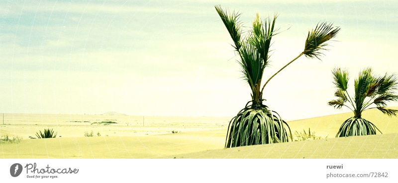 Wasser? Ferien & Urlaub & Reisen Ferne Sommer Pflanze Erde Sand Himmel Nebel Wärme Dürre Wüste Swakopmund groß heiß braun gelb grün Durst Namibia Afrika Palme