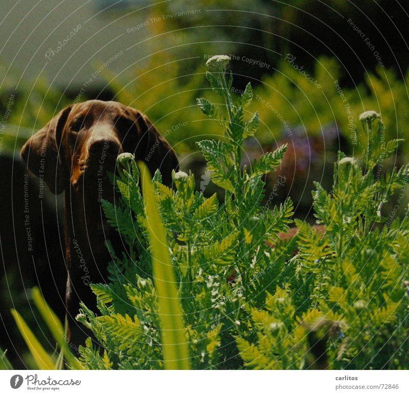 der ECHTE carlitos Dobermann Flowerpower Hippie erschrecken Hund Garten Gesundheit verstecken anschleichen