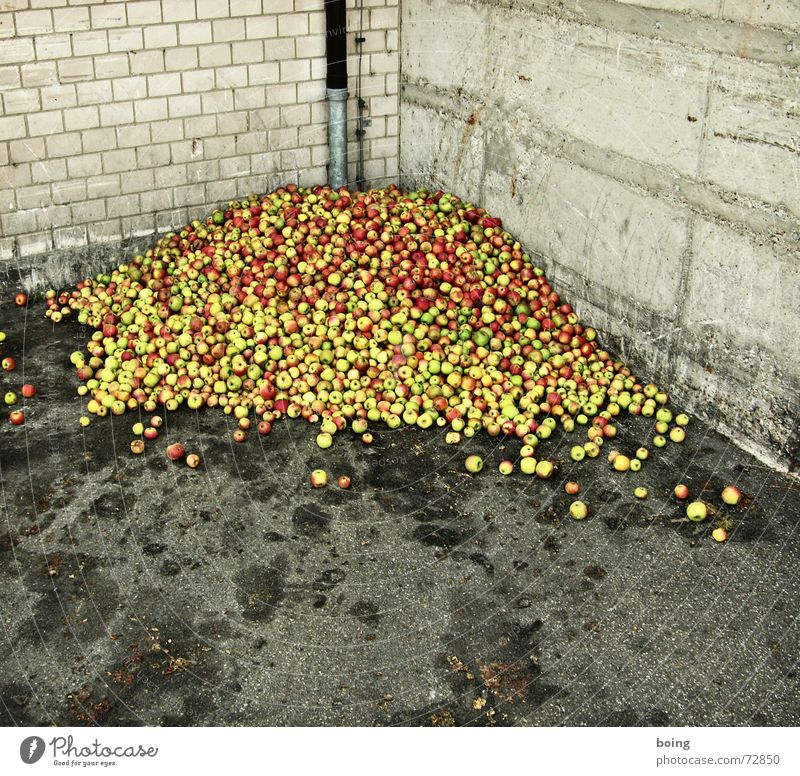 läßt sich anhand des Umgangs mit Lebensmitteln erkennen, wie wei Apfel Appetit & Hunger Armut Bioprodukte Biologische Landwirtschaft biologisch demütig Respekt