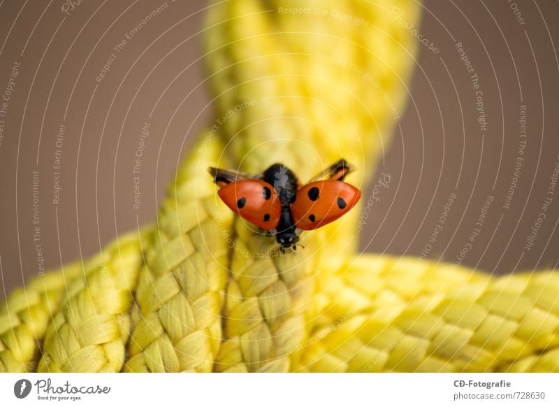 Marienkäfer auf Abflug Tier Käfer Flügel 1 hell natürlich niedlich schön Wärme gelb orange rot schwarz Frühlingsgefühle Warmherzigkeit Tierliebe Farbfoto