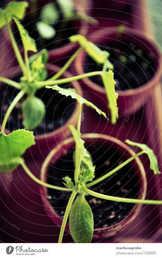 Pflanzzeit - Urban Gardening Lebensmittel Gemüse Salat Salatbeilage Zucchini Ernährung Essen Bioprodukte Vegetarische Ernährung Diät Slowfood Pflanzenteile