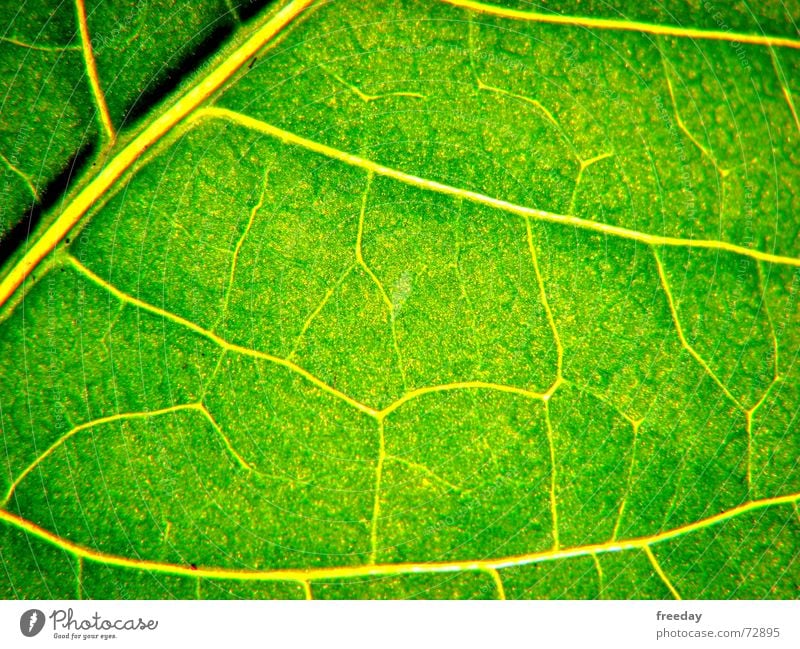 ::: Saftiges Grün 2 ::: Hintergrundbild Baum Romantik mehrfarbig nah Licht Photosynthese reif grün Blatt Götter Pflanze hellgrün Gefäße Niedersachsen Urwald