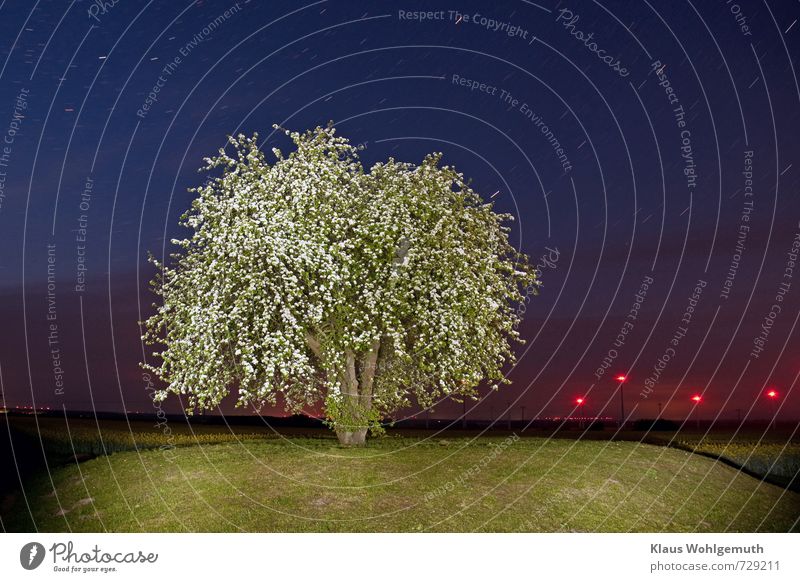 Üppig blühender Birnbaum wird nachts durch Bltzlichter beleuchtet, Hintergrund Rapsblüten und Windräder. Fortschritt Zukunft Energiewirtschaft Windkraftanlage