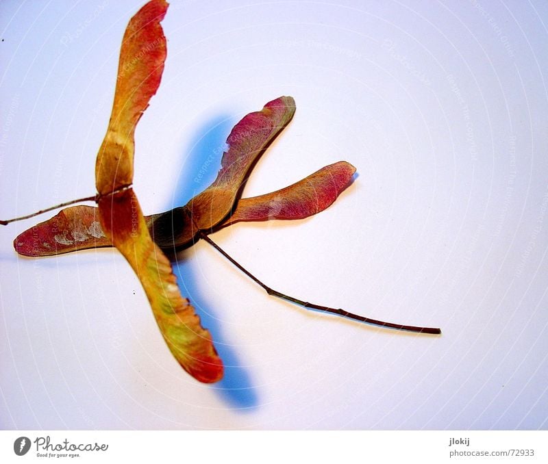 Flugschule flattern drehen Ahorn Herbst Pflanze Jahreszeiten Licht abstrakt Vogelperspektive Freisteller braun Wachstum fliegen wirbeln Samen Schatten wuschel