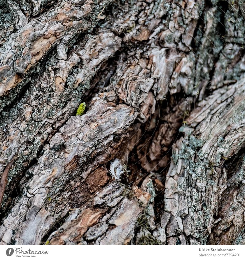 AST 7 | Neugierig aufs Leben Umwelt Natur Pflanze Frühling Baum Blatt Grünpflanze Wildpflanze Feld Wald entdecken Wachstum einfach Erfolg frech klein nachhaltig