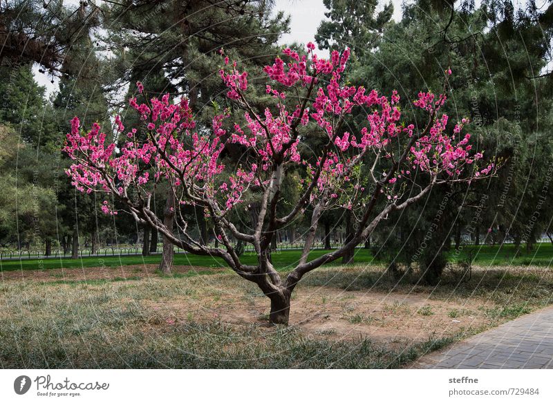 ein Hauch Natur Peking China Kitsch Baum rosa Frühlingsblume Kontrast Farbfoto