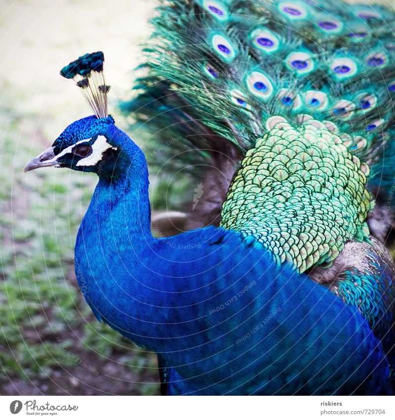 hübscher kerl Tier Wildtier Vogel Zoo Pfau 1 beobachten glänzend Blick ästhetisch außergewöhnlich elegant exotisch schön blau grün achtsam Wachsamkeit Farbfoto