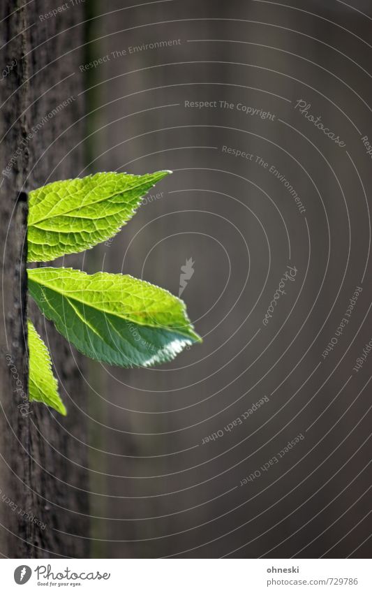 Durchbruch Frühling Pflanze Blatt Grünpflanze Zaun Holz natürlich grün Hoffnung Leben Farbfoto Außenaufnahme Menschenleer Textfreiraum rechts Textfreiraum oben