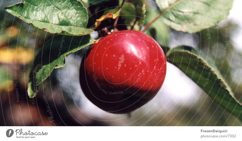 BigRedApple rot grün hängend Baum Blatt glänzend Apfel Ast