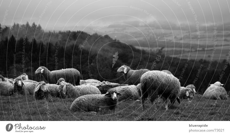 Schafe Berge u. Gebirge Herbst Wetter Nebel Regen Gras Wald Fell Fressen liegen stehen träumen frei hoch Pause Zeit Wolle buschig ruhen abgelegen begegnen