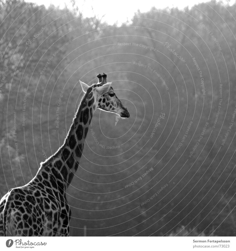 = : >------------- Tier Zoo Afrika Leipzig Wald lang groß Einsamkeit Holzmehl Giraffe Morgen Sonne Horn Hals Niveau hoch Denken Blick animal morning sun forest