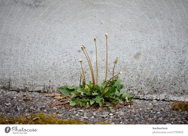 mit wenig auskommen Umwelt Natur Pflanze Frühling Löwenzahn Mauer Wand Straße Wege & Pfade Wegrand Blühend Wachstum einfach frisch grau grün Zufriedenheit