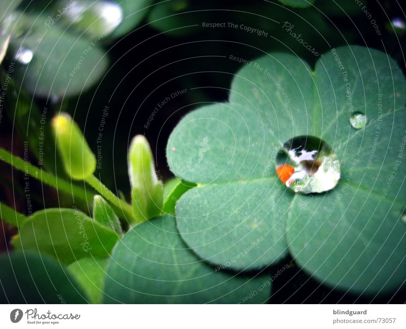 Every Drop Of Rain Klee grün rot Reflexion & Spiegelung frisch feucht nass Blüte Pflanze Makroaufnahme klein aber fein träumen dreiblättrig Wassertropfen Regen