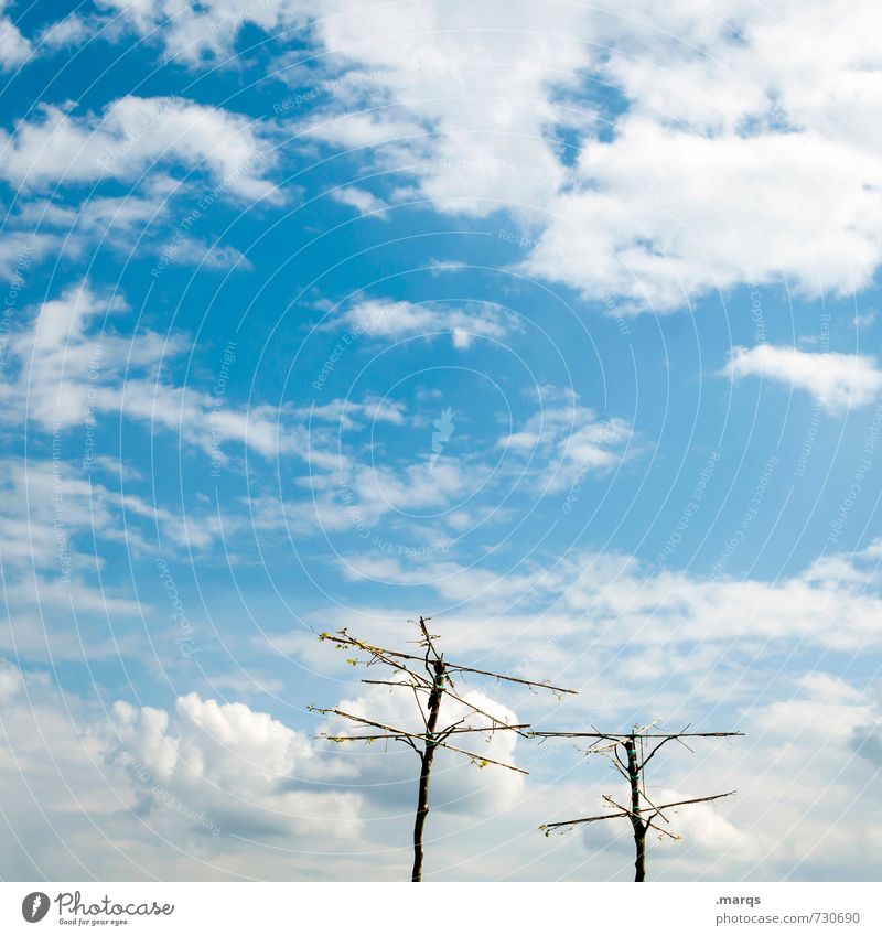 Kahlschlag Ausflug Natur Urelemente Himmel Wolken Frühling Sommer Schönes Wetter Baum Erholung einzigartig schön blau Umwelt Zusammenhalt kahl 2 Farbfoto