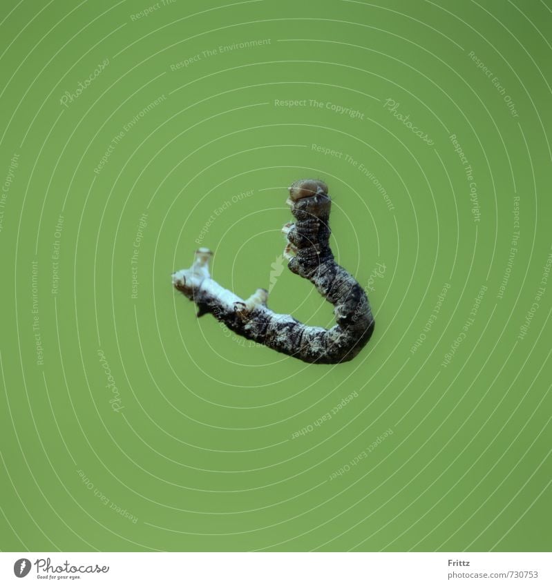rumhängen Natur Tier Wildtier Raupe Frostspanner Spanner 1 Bewegung braun grau grün schwarz Farbfoto Außenaufnahme Nahaufnahme Textfreiraum oben