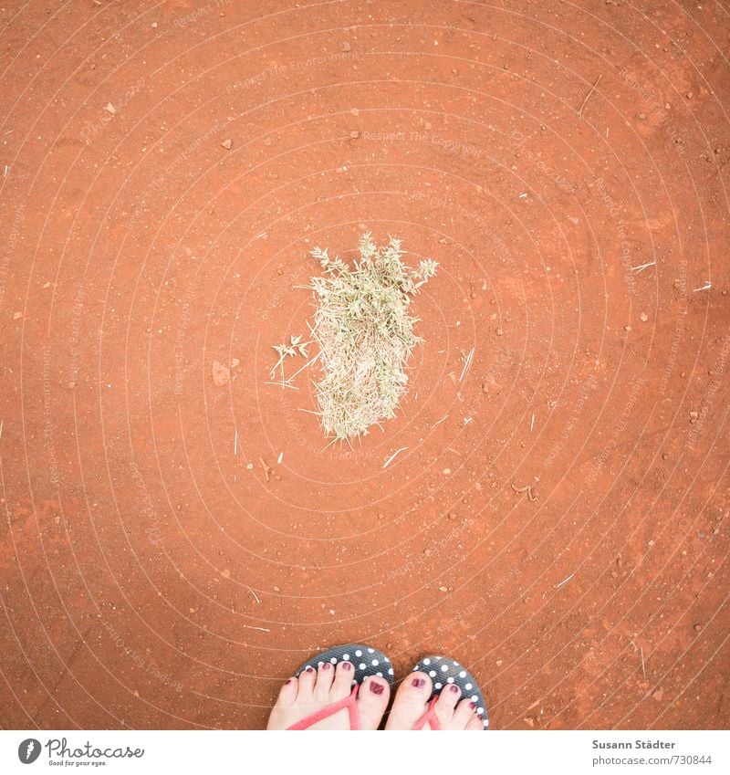 ananasfuss feminin Fuß 1 Mensch Schuhe Flipflops stehen Punkt dirtshirt Lehm Ananas buschig Gras Nagellack fromwhereistand Hawaii Kauai Kreativität Farbfoto