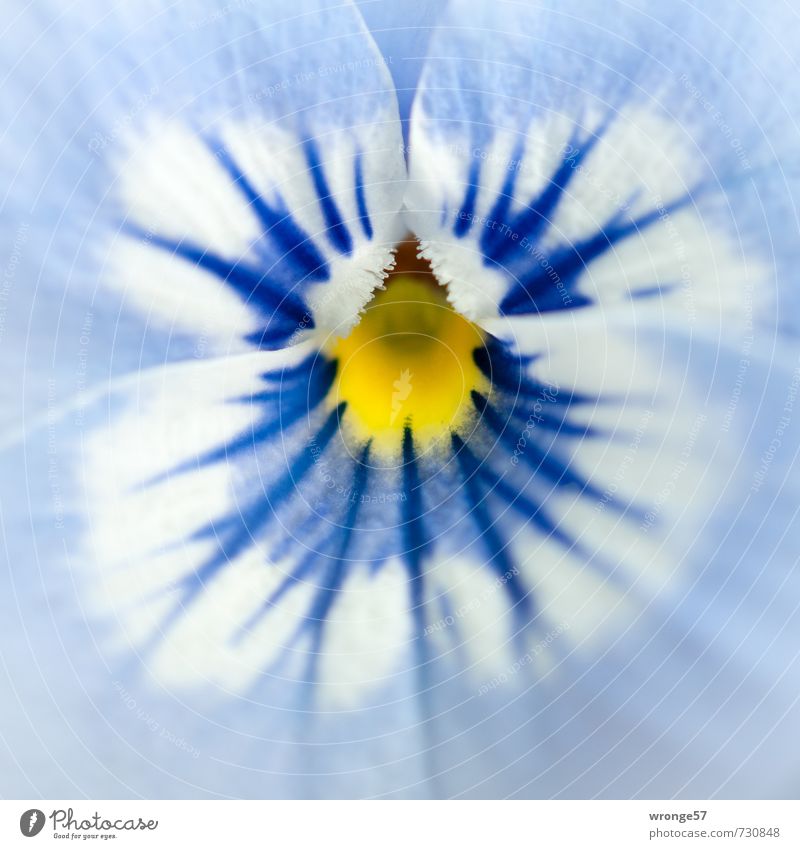 Ganz nah dran Pflanze Blume Blüte Hornveilchen schön blau weiß Blütenblatt Makroaufnahme Detailaufnahme blau-weiß Frühling Balkonpflanze Pflanzenteile