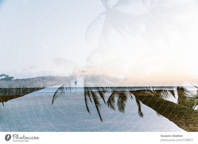 in dreams Natur Mond Baum Urwald Küste Meer Palme Hawaii Kauai Paradies Doppelbelichtung Strand träumen Himmel Farbfoto Außenaufnahme Experiment abstrakt Abend