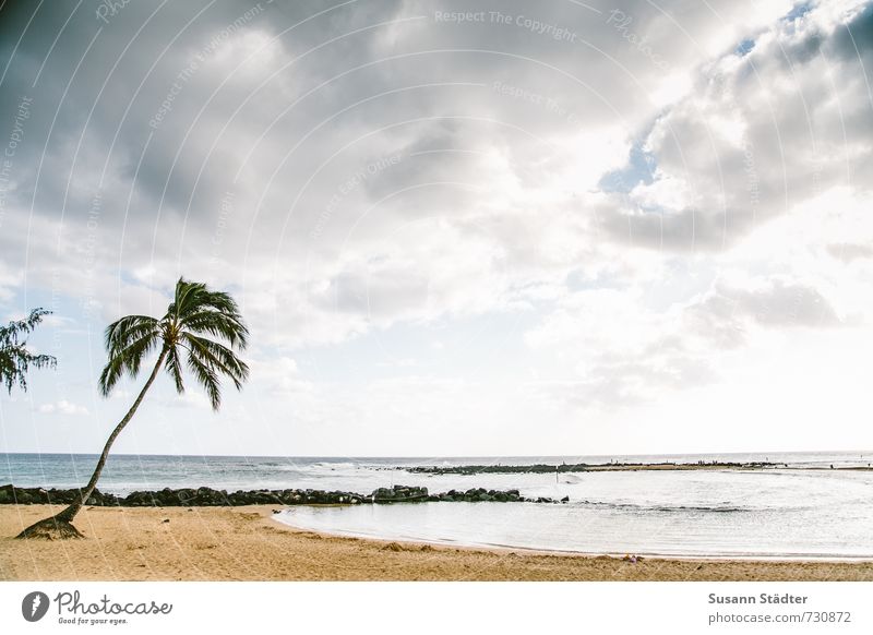 poipu beachpark Wolken Sommer Schönes Wetter Park Wellen Küste Bucht ästhetisch Kitsch Palme Kauai Hawaii Strand Einsamkeit Sandstrand Riff Buhne Farbfoto