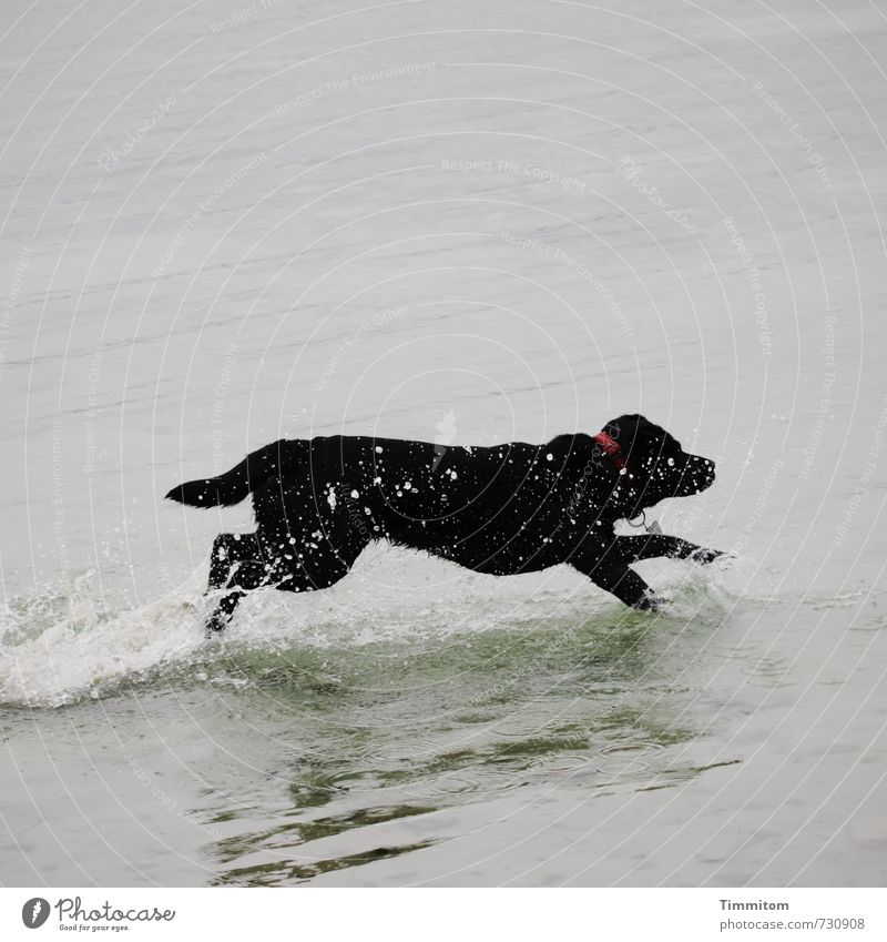 AST 7 | Bailey hat Spaß. Ausflug Seeufer Bodensee Tier Hund 1 Wasser rennen toben frisch grau schwarz Freude Leben spritzen Halsband Wassertropfen Farbfoto
