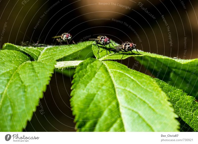 3 Fliegen Umwelt Natur Pflanze Tier warten klein Farbfoto Makroaufnahme
