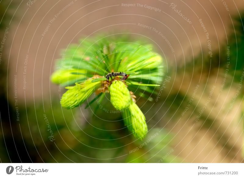 Spinner Natur Pflanze Tier Nadelbaumzweig Wildtier Raupe Schwammraupe 1 braun grün schwarz Farbfoto Außenaufnahme Makroaufnahme Tag Schwache Tiefenschärfe