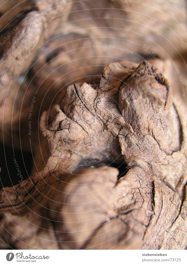 Herbst des Lebens Baumrinde trocken verwaschen Holz Vergänglichkeit fortgeschritten alt verwandeln Oberfläche Hintergrundbild Fundament braun Material morsch