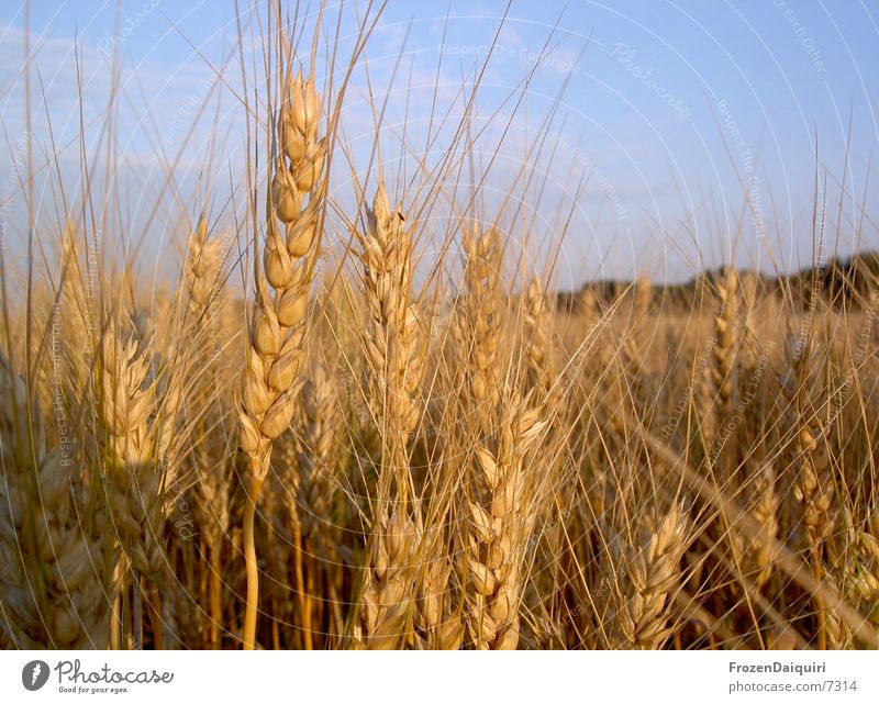 Weizenkörner Feld braun Physik Ähren Landwirtschaft Korn orange Sonne Wärme Abend agriculture farming