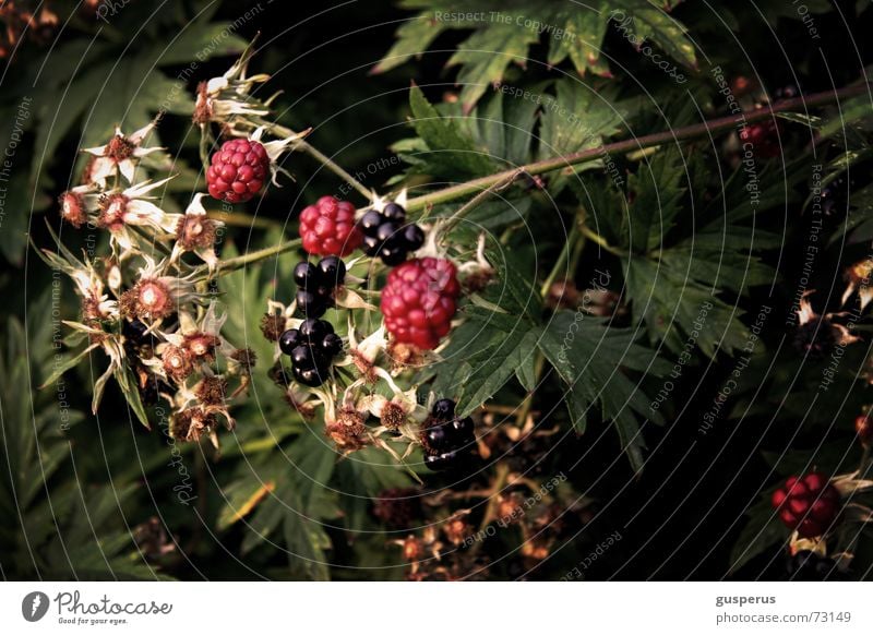 { BromBearBusch } Brombeerbusch unreif entwenden schäbig Sträucher Natur Brombeeren Wildtier verwildert Beeren blackberry blackberry bush bramble