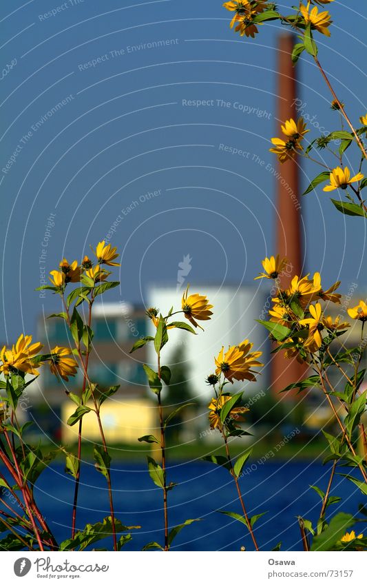 Industrie durch die Blume Blüte gelb Unschärfe Tiefenschärfe Pflanze Wasser Industriefotografie Himmel