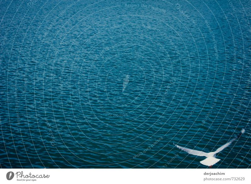 TieffliegerVogel - Möve fliegt alleine rechts über dem Pacific dicht über dem Wasser. elegant ruhig Freiheit Körper 1 Mensch Umwelt Natur Sommer Schönes Wetter