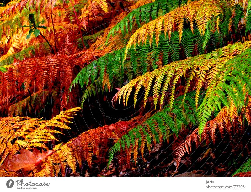 Märchenwald Wald Herbst mehrfarbig träumen Echte Farne Farbe jarts