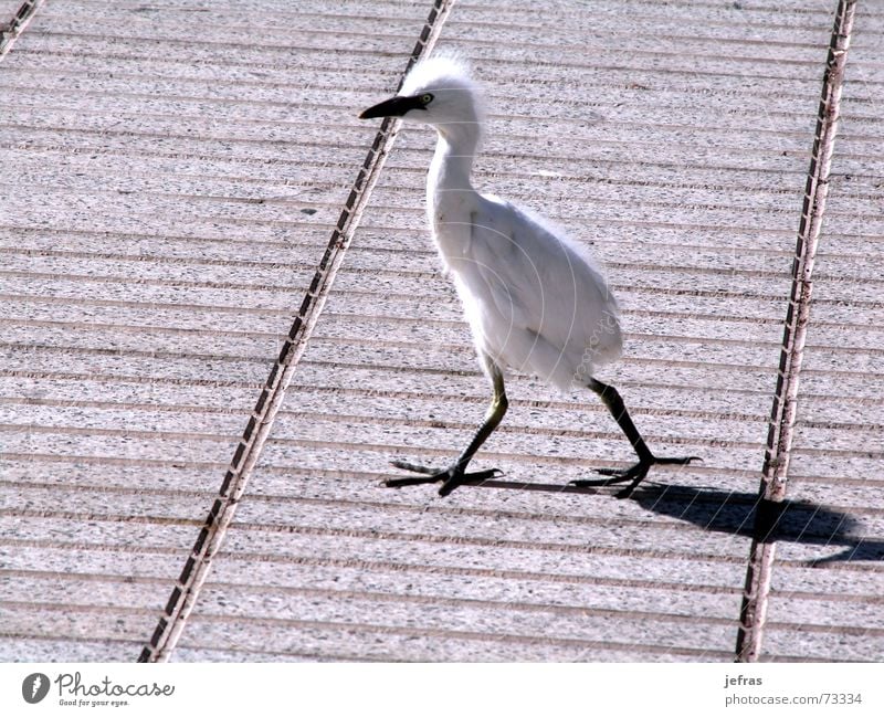 taking a walk Natur Tier animals birds walking isolated funny