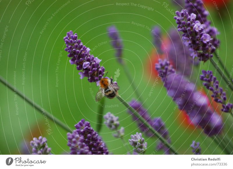 Hummel Biene Lavendel Frankreich Somalier blau grün rot Insekt Pflanze Blüte Tier Duft Heilpflanzen