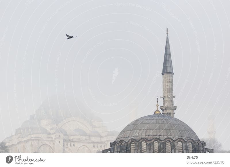 Süleymaniye im Nebel exotisch Ferne Städtereise Istanbul Türkei Architektur Moschee Minarett Süleymaniye Moschee Wildtier Vogel Taube 1 Tier Stein ästhetisch