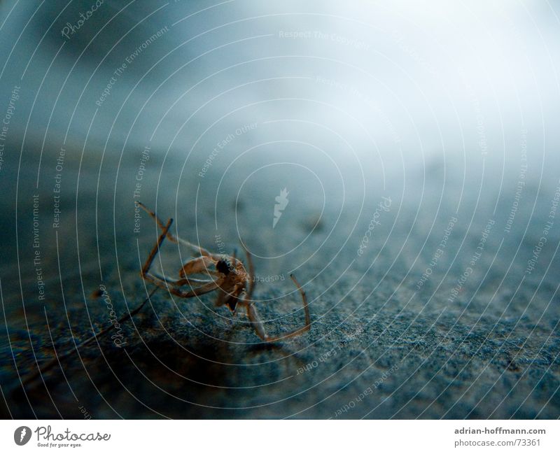 Leblose Hülle Spinne kaputt Insekt Staub dunkel Unschärfe Ekel Tod dreckig Bodenbelag Makroaufnahme Schatten