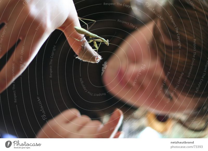 Pass auf, kleiner! Heftpflaster Frau Heuschrecke Gottesanbeterin Tier Insekt Hand Finger Ausgrenzung Zeigefinger Unschärfe Wunde