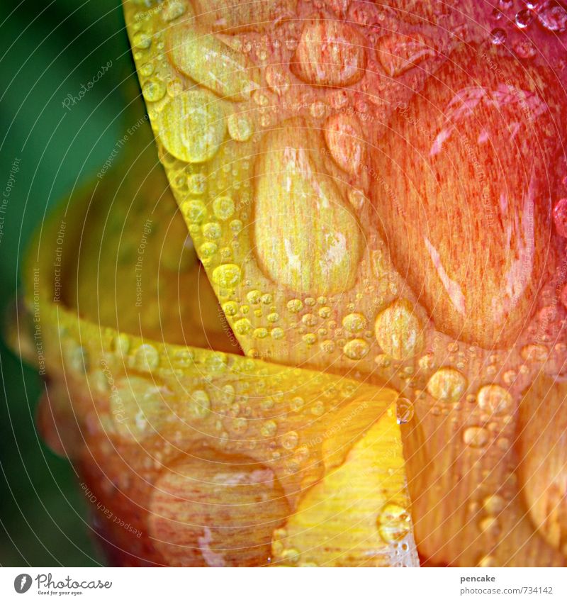 aquatherapie Natur Pflanze Wassertropfen Frühling Blume Zeichen authentisch Fröhlichkeit frisch Gesundheit Glück nass natürlich weich gelb grün rot Regenwasser