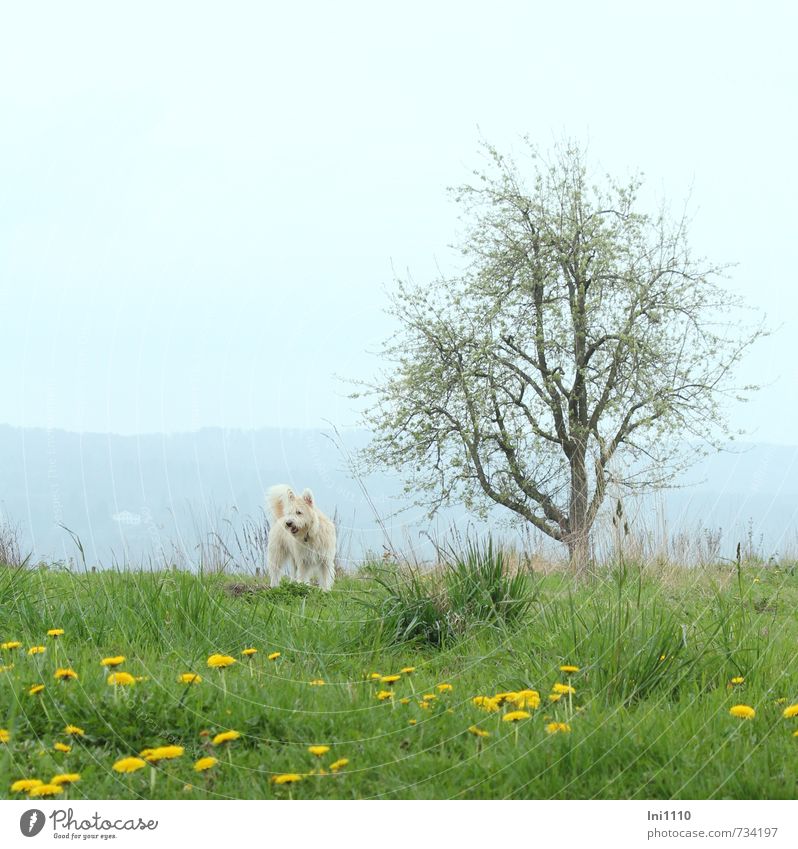 AST 7 | Bailey, komm doch ! Natur Landschaft Pflanze Tier Himmel Frühling Blume Gras Blüte Obstbaum Löwenzahn Wiese Hügel Haustier Hund 1 beobachten Jagd Blick