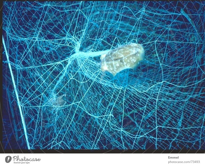 blaue Gefangenschaft Meer groß tief mehrfarbig gefangen Seegurke Tier Fischernetz eng Mittelmeer Freiheit Angeln freiheitsverlust