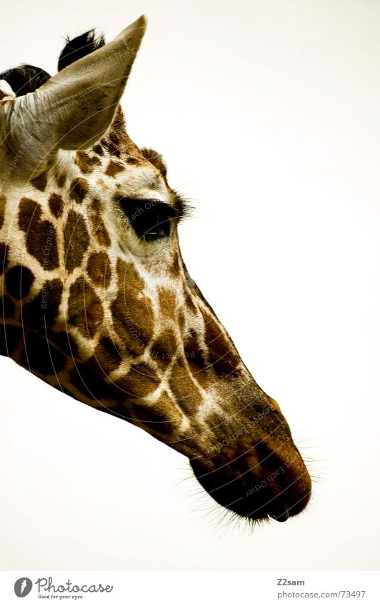 giraffe Tier lang groß Muster gepunktet braun beige Silhouette süß Schnauze Giraffe animal Punkt Profil Ohr Auge