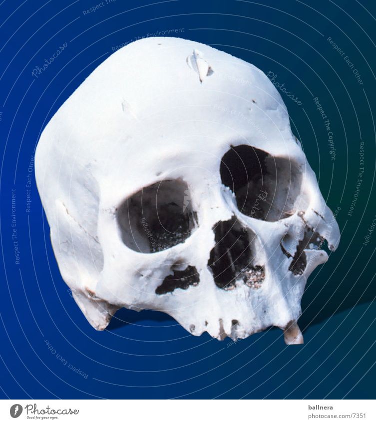 skull Paddel Dinge