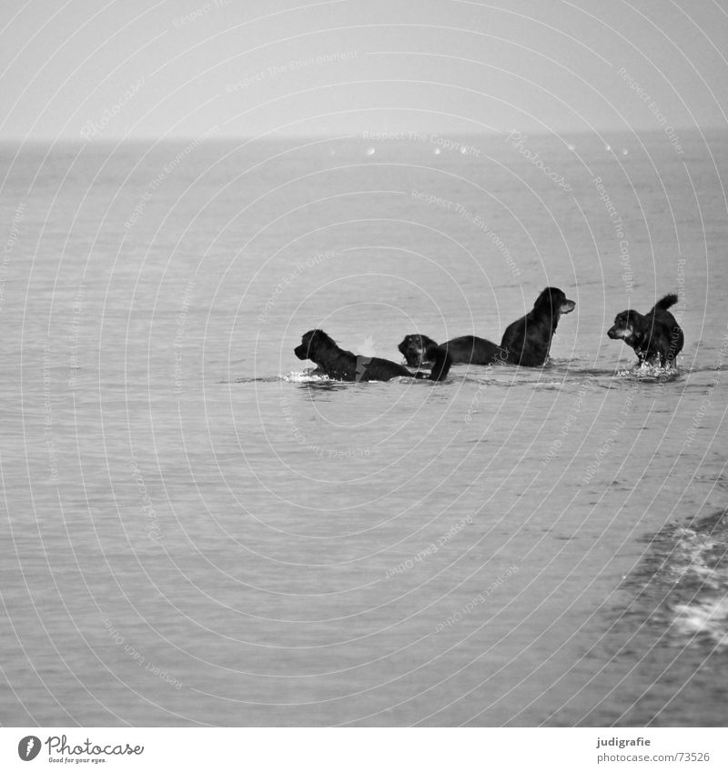 Vier Hunde beim Baden Tier Meer Strand Wellen Gischt Horizont Spielen Haustier Säugetier Treue Möwe Vogel Schwarzweißfoto Küste Wasser Himmel Schwimmen & Baden