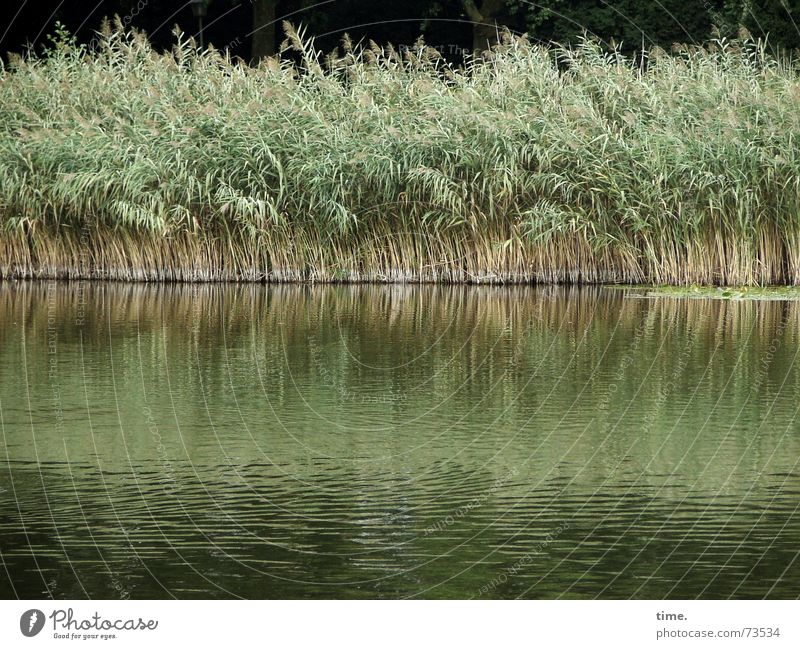 Kalte Füße Wasser Wind Gras Grünpflanze Park Seeufer Teich Zusammensein grün Zufriedenheit Bewegung Gesellschaft (Soziologie) Umwelt Wachstum Schilfrohr