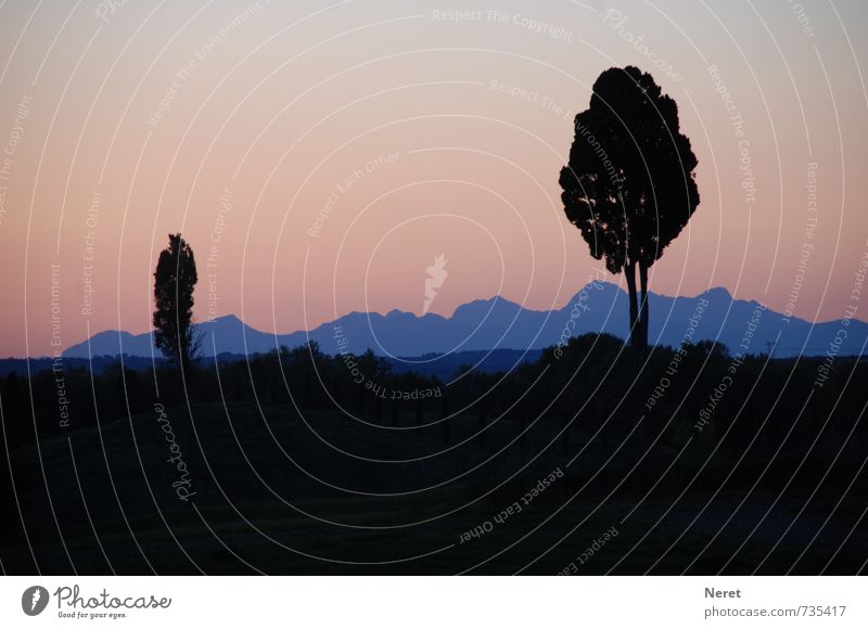 Abend in der Toskana Natur Landschaft Pflanze Sonnenaufgang Sonnenuntergang Baum Feld Kulturlandschaft Certaldo Italien Menschenleer ästhetisch blau rosa