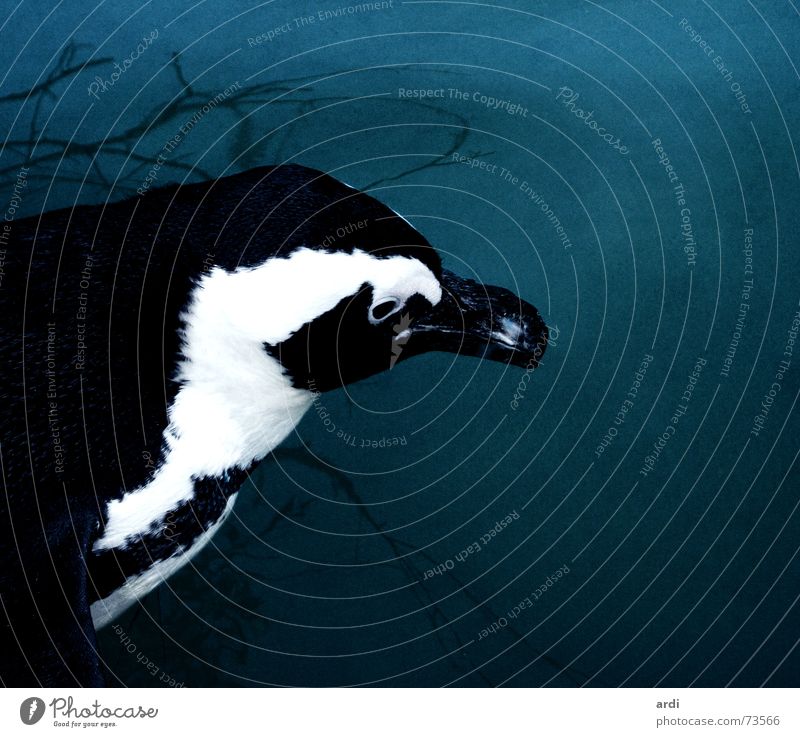 Pinguinleben schwarz weiß Muster Vogel Schnabel Tier dunkel kalt nass tief See Meer Antarktis Zoo Fleck Feder Wasser blau penguin black white pattern bird