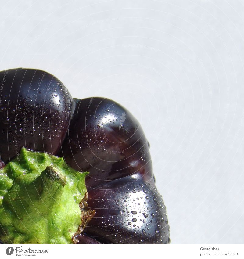 Nachtschattengewächs 3 Paprika Ernährung Gesundheit Vitamin frisch lecker schwarz violett gestaltbar Gemüse Lebensmittel