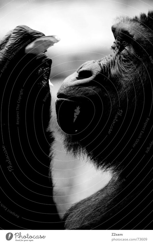 mmmm.... lecker Affen Tier Gorilla Silhouette Schnauze Urwald Fell schwarz glänzend genießen Ernährung eat Frucht festhalten Profil Schwarzweißfoto