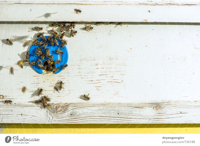 Bienen, die in den Bienenstock gelangen. Sommer Arbeit & Erwerbstätigkeit Umwelt Natur Tier Schwarm natürlich blau Bienenkorb Imkerei Bienenzucht Liebling
