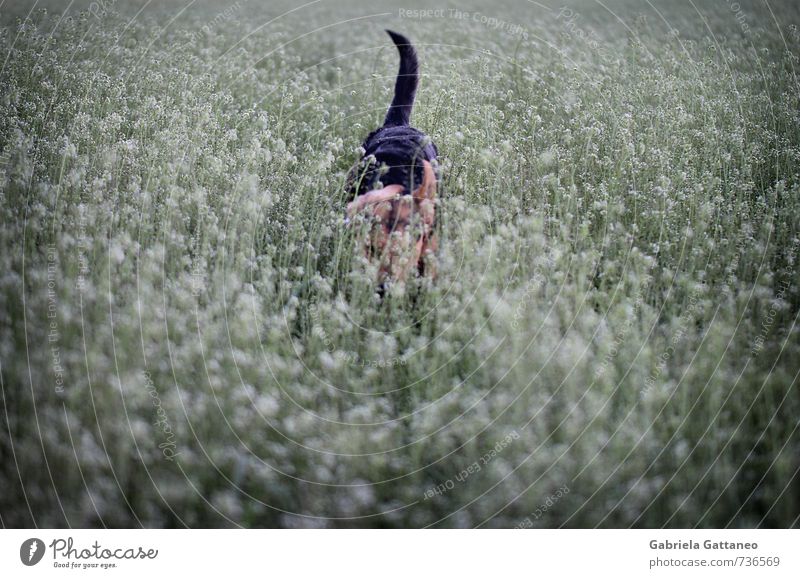Anpirschen Haustier Hund 1 Tier grau Herumtreiben unauffällig verborgen Schwanz Graswiese Gedeckte Farben Außenaufnahme Schwache Tiefenschärfe